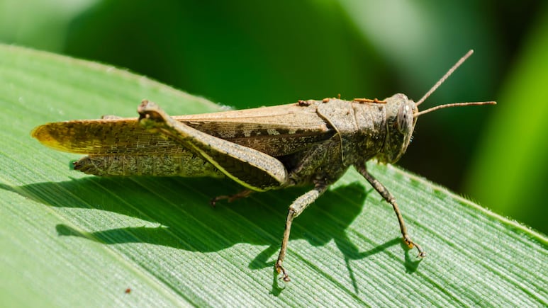 saltamontes como símbolo espiritual y guía interna