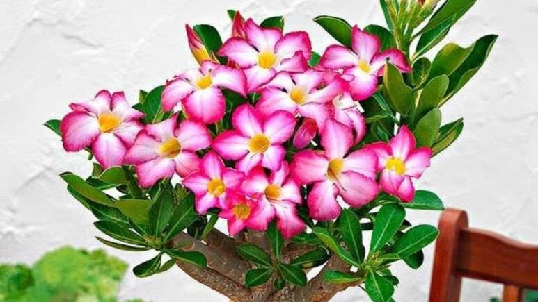 Suculentas: ¿Dónde colocar la rosa del desierto para que florezca RÁPIDO?