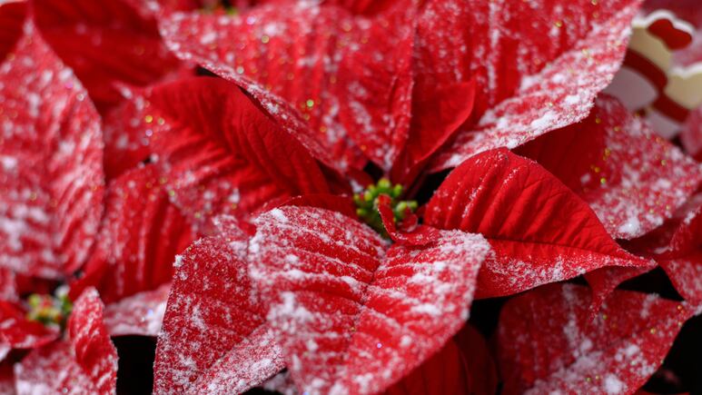 El lugar donde debes colocar la flor de Nochebuena, según el Feng Shui 2024