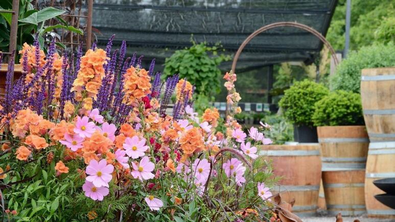 Boca de dragón: La planta con flores que debes tener para decorar un jardín romántico