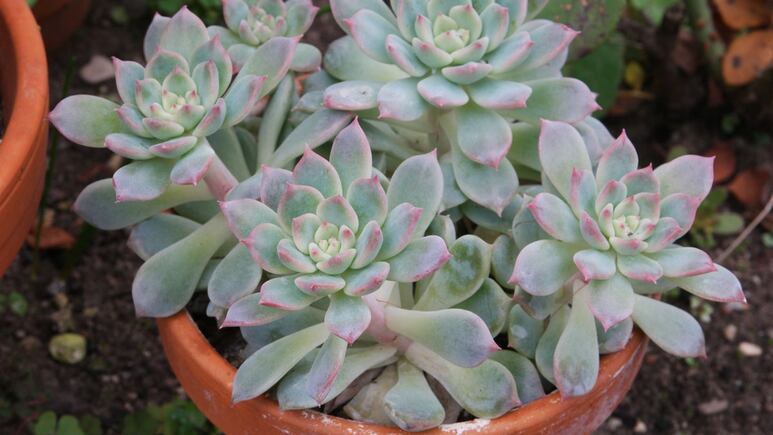 Jardinería: ¿Cómo cuidar los hijuelos de tu suculenta Echeveria?