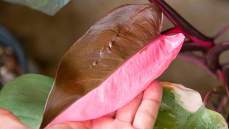 Philodendron pink princess princesa rosa plantas decoración
