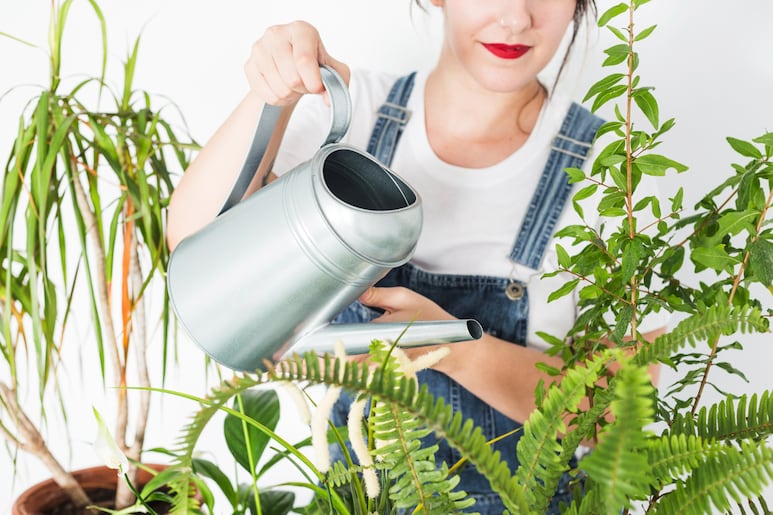 riego de plantas
