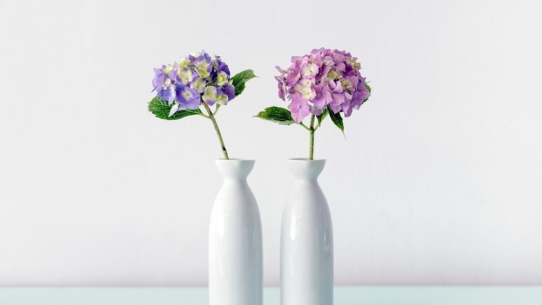 Lavanda y otras plantas aromáticas que debes tener en casa
