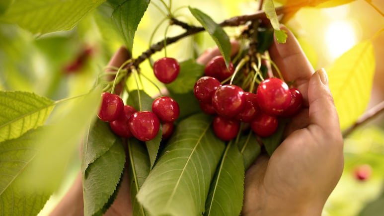 ¿Qué árboles frutales plantar en el mes de agosto para tener frutos ricos y abundantes?
