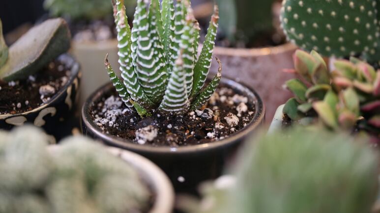 Haworthia: ¿Cómo cuidar tu suculenta para que no se marchite o pudra?