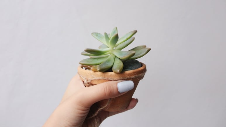 Jardinería: ¿Por qué tus suculentas tienen hojas amarillas y cómo puedes solucionarlo?