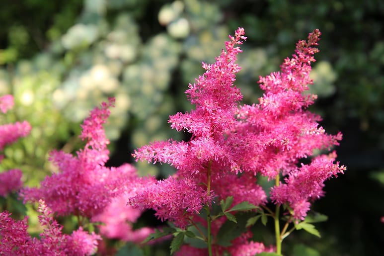 Astilbes