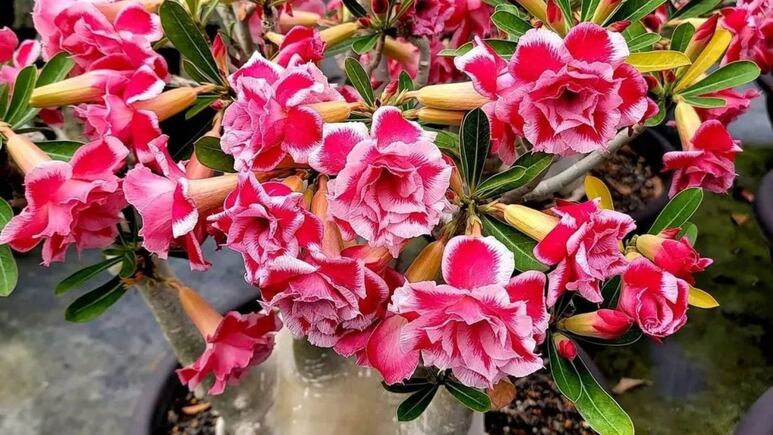 Feng Shui: ¿Qué significa cuando la rosa del desierto florece?
