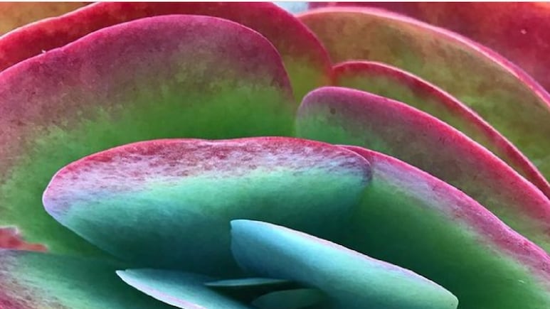 Plantas de interior: ¿Cómo revivir tu Kalanchoe si se está secando?