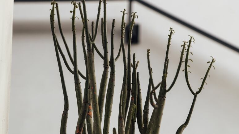Guía completa de cuidados para la planta lápiz: ¡Haz crecer tu suculenta hermosa!