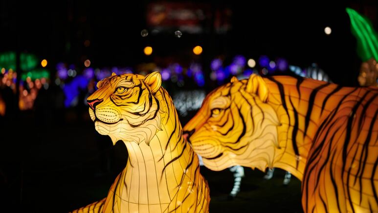 Horóscopo chino: ¿Qué simboliza el Año del Tigre y cómo te afectará en el 2022?