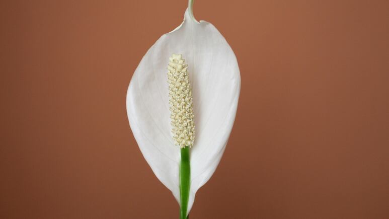 Un chorrito de este ingrediente de cocina y tu Cuna de Moisés crecerá con flores grandes en 7 días