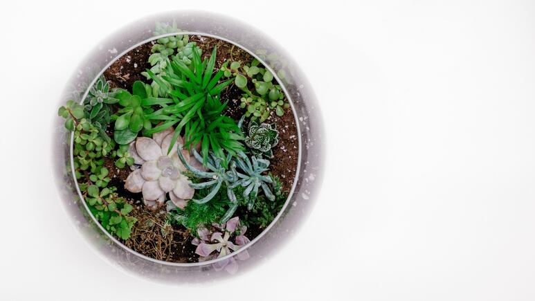 Suculentas: ¿Para qué sirve el carbón y cómo utilizarlo para cuidar tus plantas?