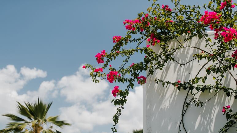 ¿Cómo cuidar los rosales trepadores para decorar tu balcón? Guía completa de cuidados