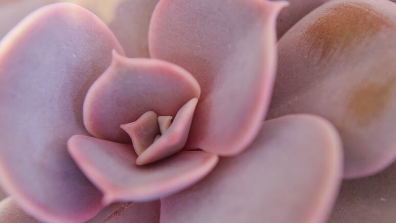 ¿Cómo tener suculentas rosas? Todo lo que debes saber sobre el cuidado de estas plantas