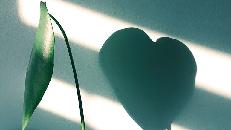 5 plantas con forma de CORAZÓN para regalar a mamá