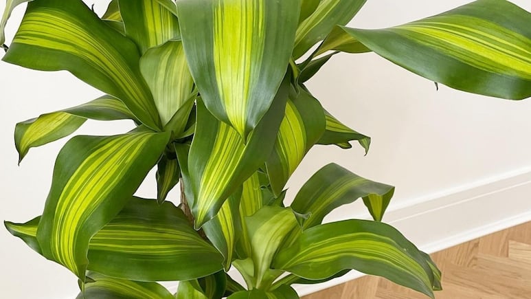 Errores al cultivar tu planta palo de Brasil y que hacen que se te muera