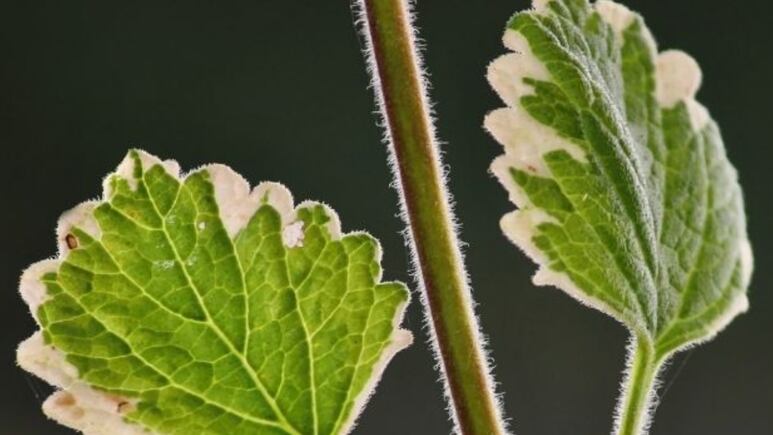 Planta de incienso: El aceite esencial que puede remover manchas y dejarte piel de bebé