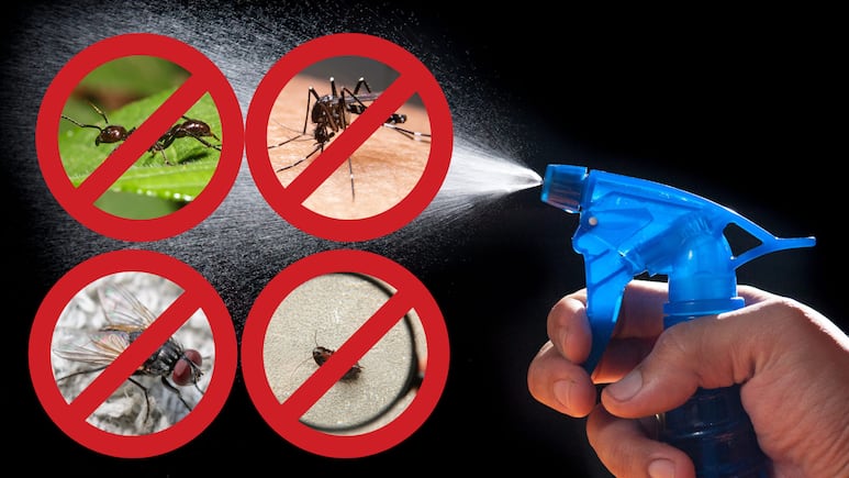 3 remedios caseros efectivos para eliminar moscas, mosquitos, cucarachas y hormigas