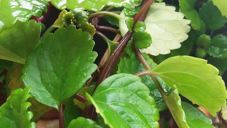 Jardinería en casa: ¿Cómo reproducir la planta del dinero en agua para atraer la abundancia?