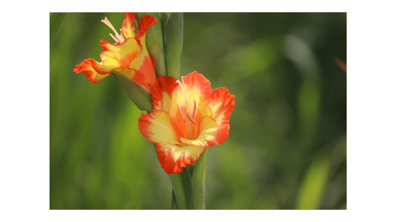 Flores según el mes de nacimiento