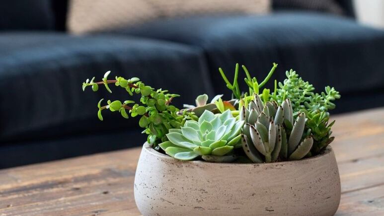 Feng Shui: 3 lugares donde NO debes poner las suculentas porque es de mala suerte