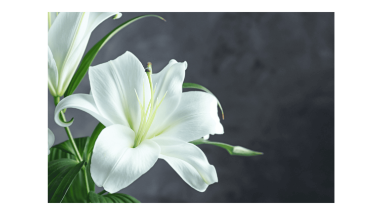Flores según el mes de nacimiento