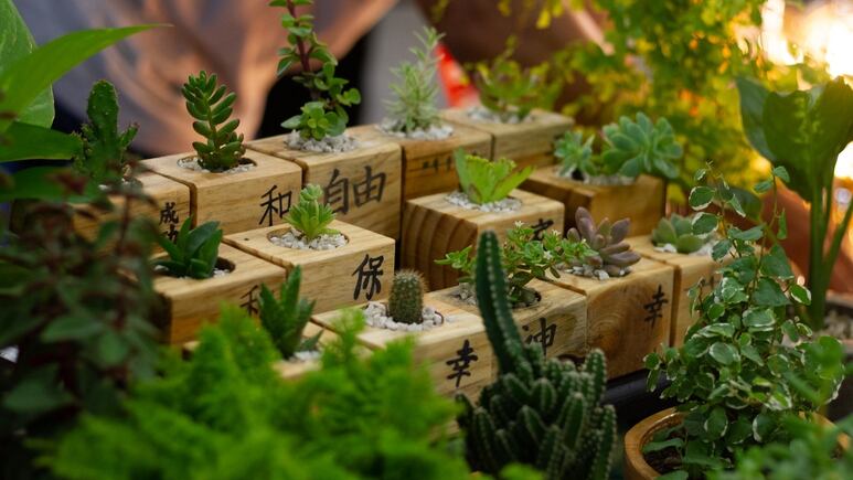 Plantas: ¿Cómo hacer una maceta de madera para cactus y suculentas?