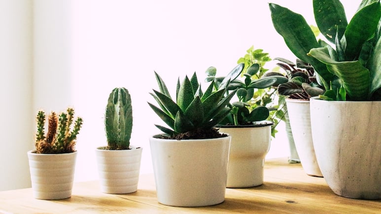 Plantas que te dan mala suerte según el Feng Shui y cómo protegerte contra su energía negativa