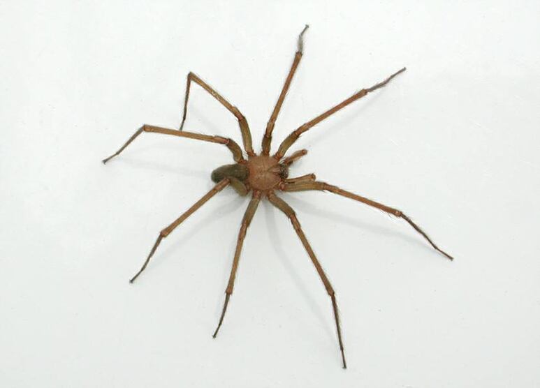 araña violinista