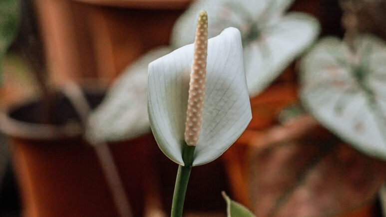 Truco de jardinería: ¿Por qué se quema la planta Cuna de Moisés y cómo solucionarlo?