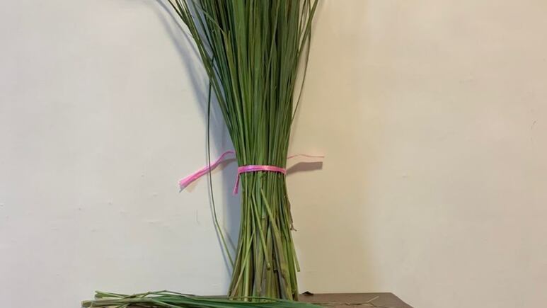 Plantas medicinales: ¿Cómo plantar zacate de limón, el pasto que huele a cítrico, en casa?