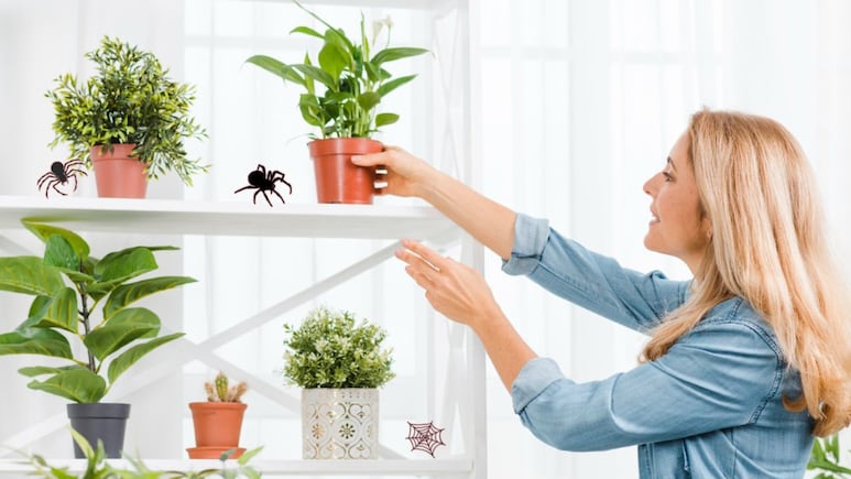 plantas arañas