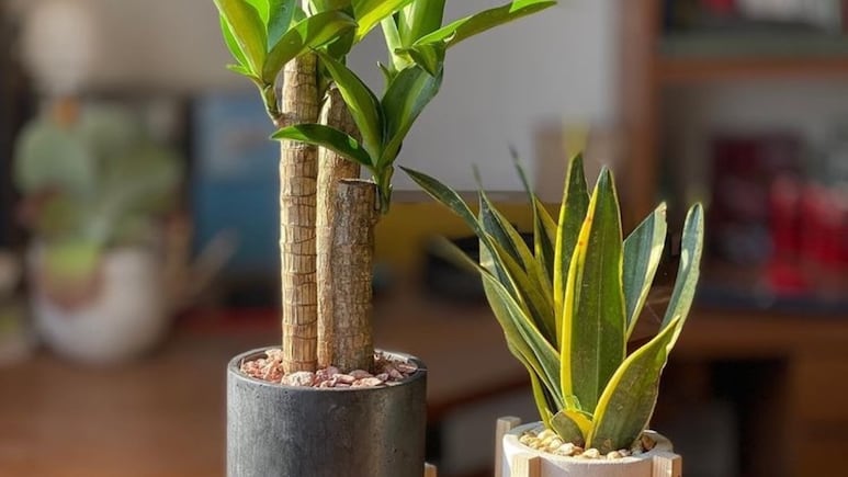 Feng Shui: ¿Dónde NO colocar el palo de Brasil en casa porque puedes perder dinero y la suerte?