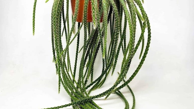 Decoración: 4 cactus colgantes bonitos para la entrada de tu casa, puertas y ventanas