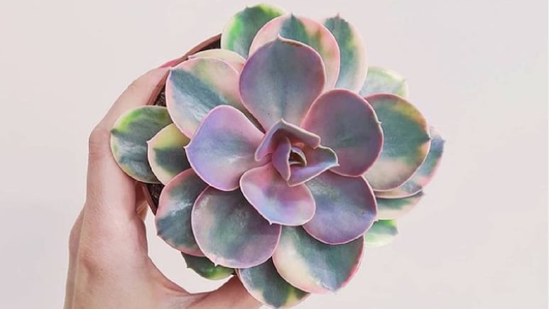 Conoce a las plantas y flores que cambian de color igual que las suculentas (FOTOS)