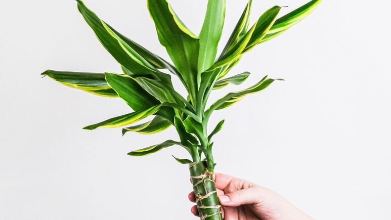 Feng shui: ¿Dónde poner el árbol de la felicidad en casa para activar sus dones?
