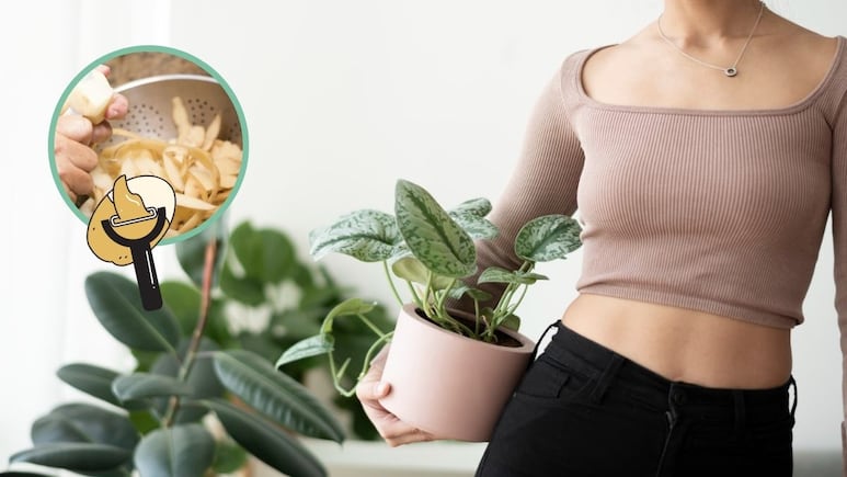 plantas crezcan