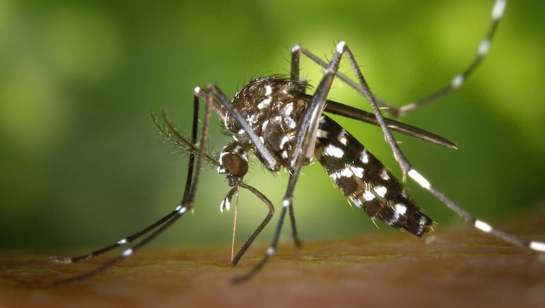 Virus sindbis