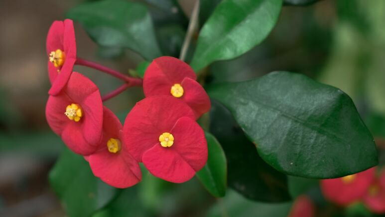 El método MÁS FÁCIL para germinar la planta corona de Cristo en menos de 1 mes
