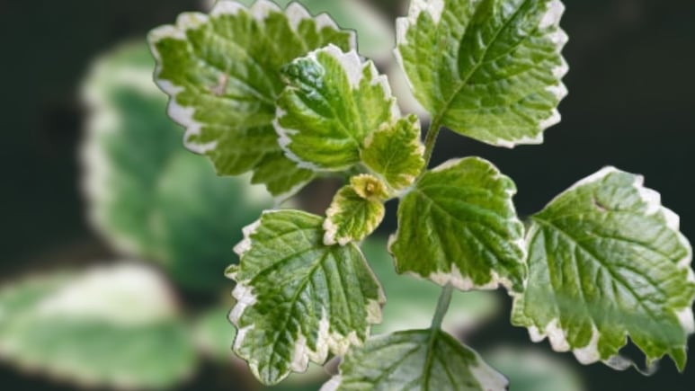 Planta del dinero: ¿Cuál es y dónde colocarla para tener abundancia?