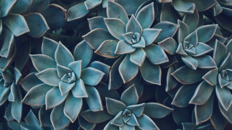 Plantas: ¿Cómo cuidar tus suculentas según la Luna?