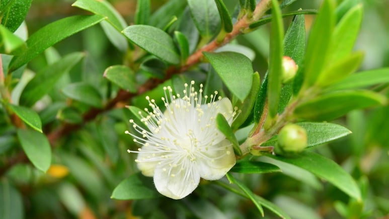 Plantas medicinales: 3 usos que no conocías del Mirto