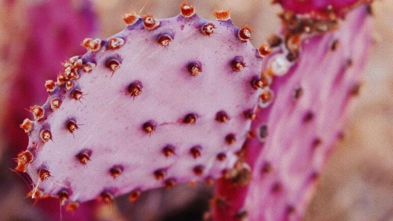 Nopal morado: Conoce el cactus mexicano más extravagante que se verá increíble en tu hogar
