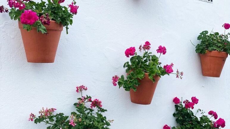 Decoración exterior: 5 consejos ÚTILES para proteger del CALOR a las plantas de sol y con flor