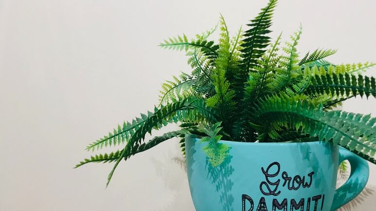 Plantas: ¿Dónde colocar el helecho para que crezca MÁS rápido?