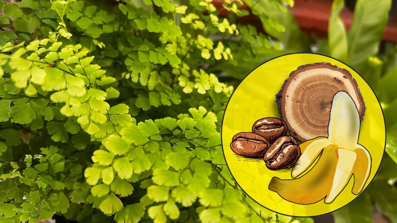 Abono casero plantas maceta