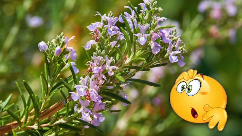Qué significa que a tu planta de romero le crezcan flores