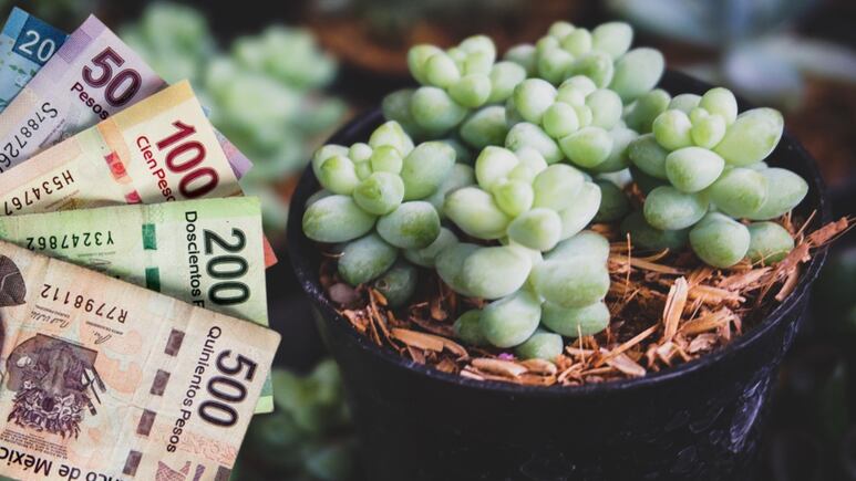 Suculentas que atraen el dinero. Foto: Canva